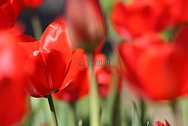 郁金香,花卉,春天