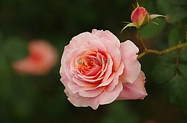 花草,粉色,玫瑰