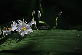 非洲的虹膜,鳶尾花,dietes
