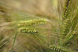 大麥,谷類,農(nóng)業(yè)