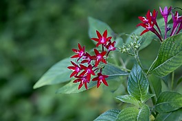 這次,花,開花