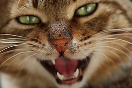 貓咪,貓,動物
