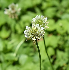 三葉草,開(kāi)花,盛開(kāi)