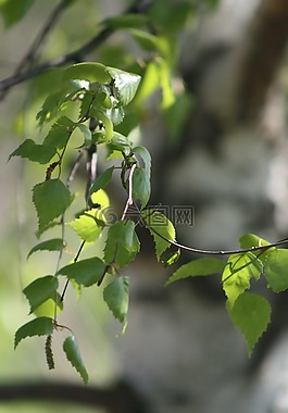 春天,性質(zhì),綠色
