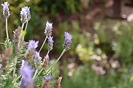 薰衣草,花園,自然
