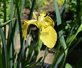黄菖蒲,沼泽虹膜,花