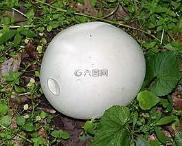 馬勃,菌類,真菌