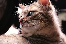 貓咪,貓,動物