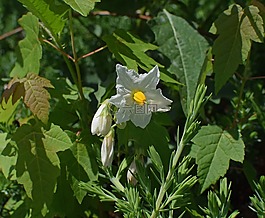 龍葵花蕾,開花,盛開