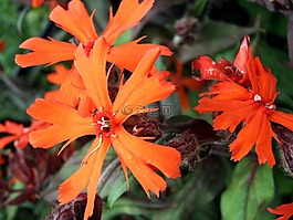 剪秋,花,多年生