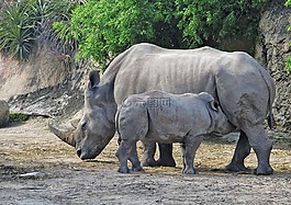 犀牛,動(dòng)物,動(dòng)物園