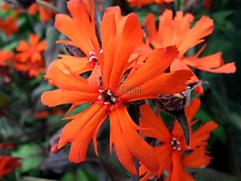 剪秋,花,多年生