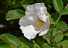 白玫瑰,藿香玫瑰,花