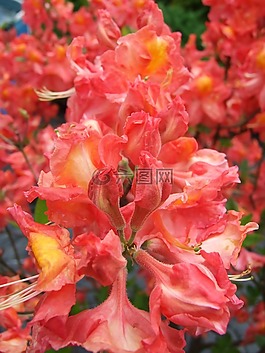 杜鵑花,花,多年生