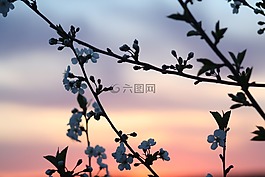 春天,布魯姆,性質(zhì)