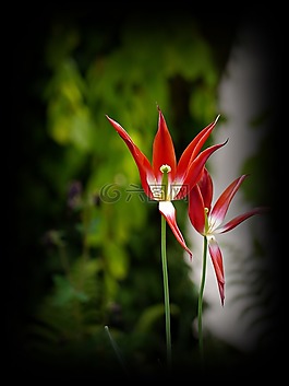 花卉,紅色,春天