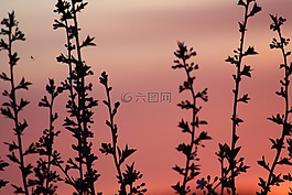 春天,布魯姆,性質(zhì)