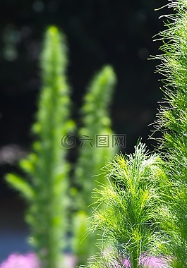 廠,綠色,植物群