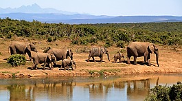 大象,象,群的大象