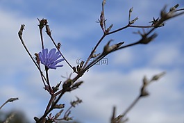 秋季,花,开花