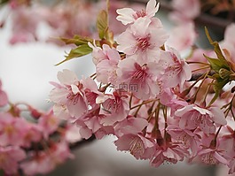 樱花,开始下降,上野