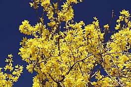 連翹,開花,黃色