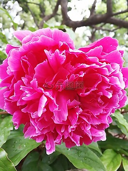 紫色,芍藥,艷麗