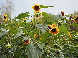 太陽(yáng)花,性質(zhì),黃色