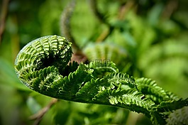 蕨类,polypody,绿色