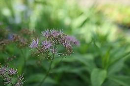 thalictrum,草地上街,鴿的