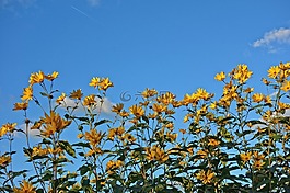 花,黃色花,錐花