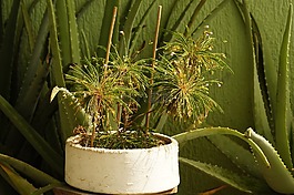 圖像,變化,亞美尼亞