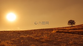 原野,樹,日落