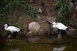 起重機(jī)對(duì),起重機(jī),水禽