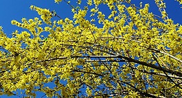 連翹,黃色花,春
