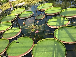 蓮花,植物,綠色