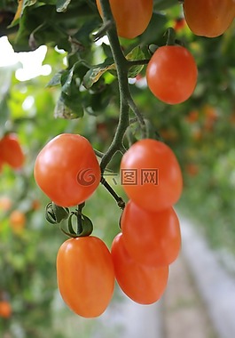 蕃茄,食品,新鮮