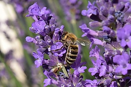 蜜蜂,熏衣草,開花