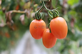 蕃茄,食品,新鮮