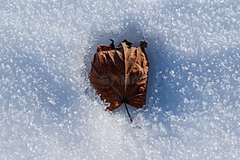 冬季,叶,雪
