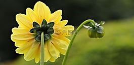 嬌琴紗,黃色,花
