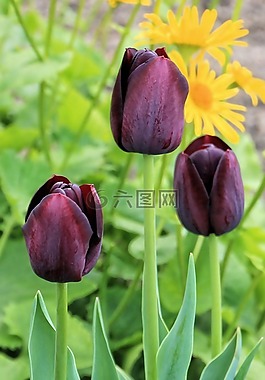 郁金香,花,春天