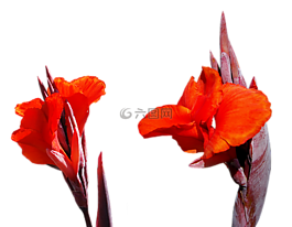 百合,花,png