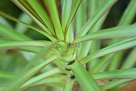 葉子,植物