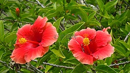 鮮花,槿,野花