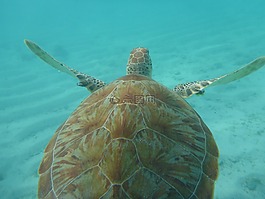 龜,海,加勒比