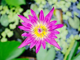 蓮花,性質(zhì),荷葉
