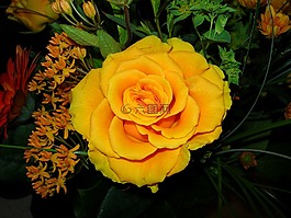 玫瑰,黃色,花