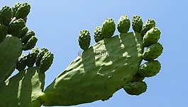 花椒梨,植物,仙人掌