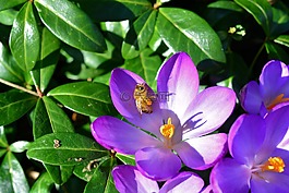 藏紅花,花,開花